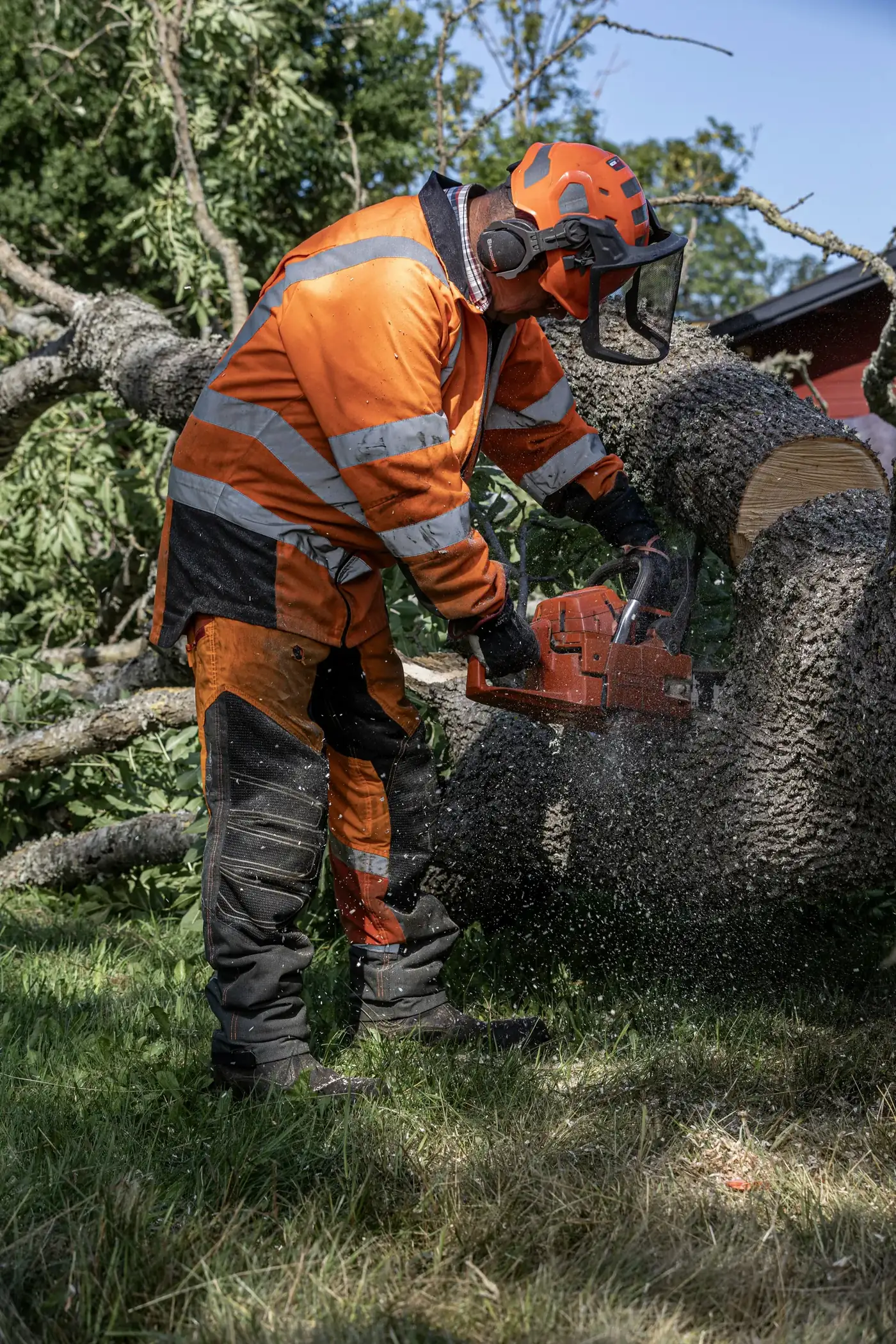 An arborist in orange safety gear cutting up a fallen tree