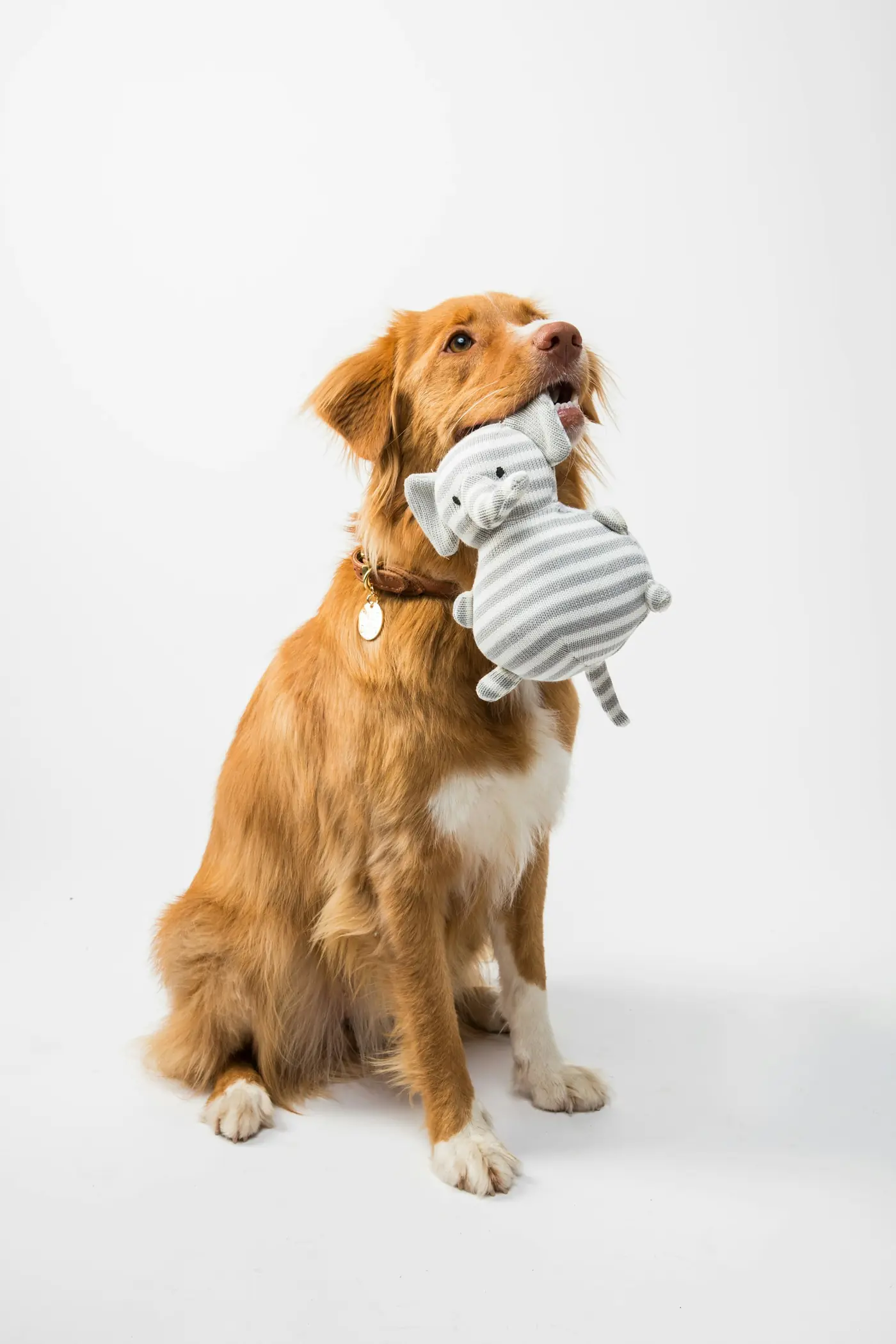 A golden retriever holding a toy