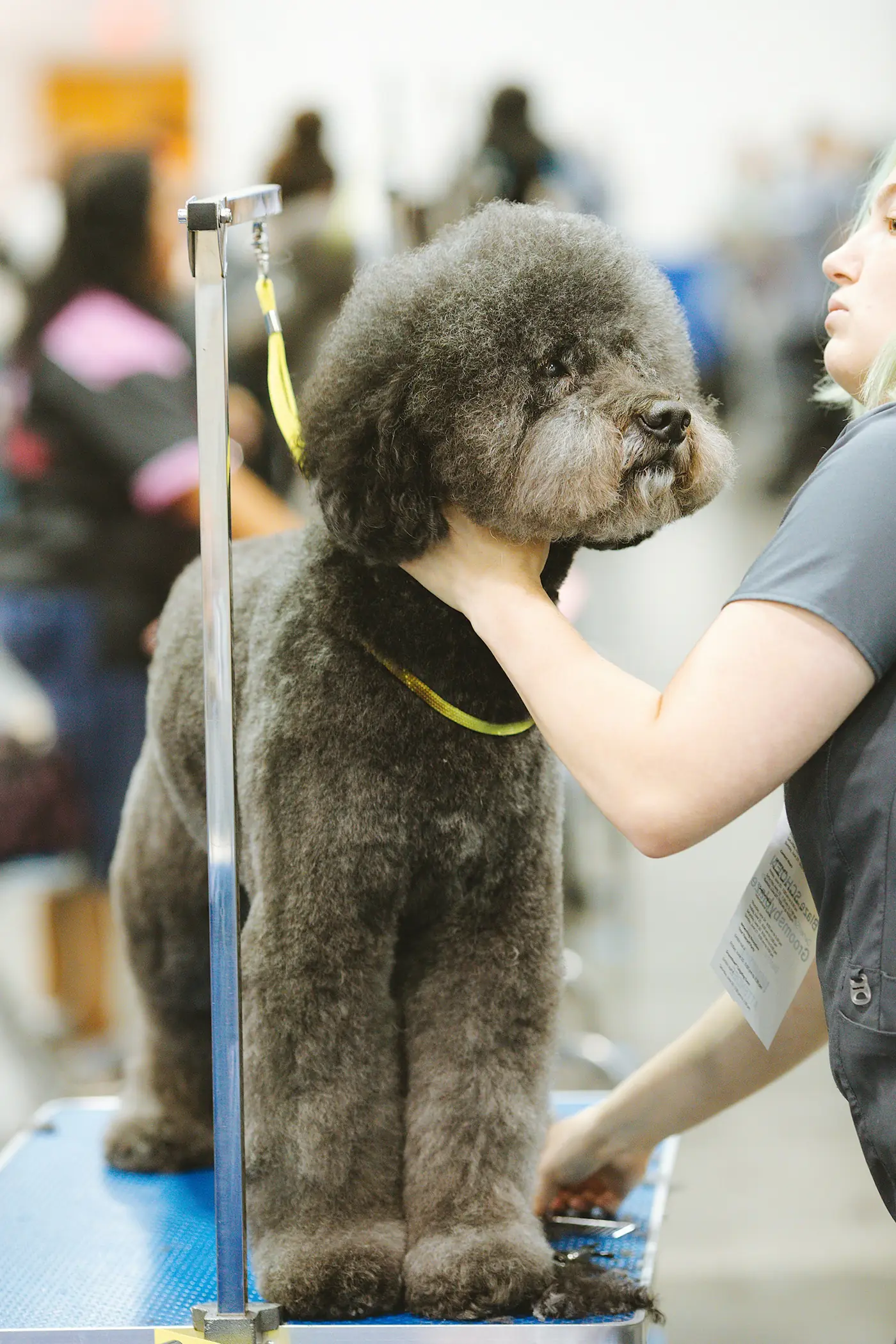 A groomer finishing a grey poodle on the table