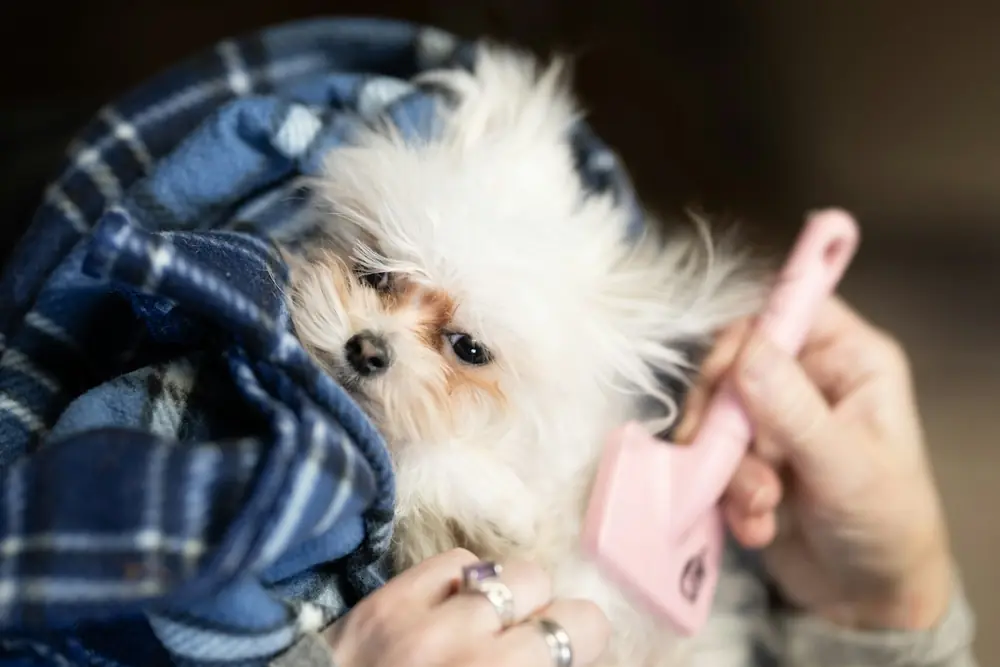 A small white dog wrapped in a blanket