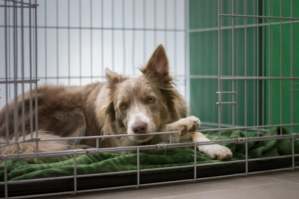 A dog lying in a kennel run