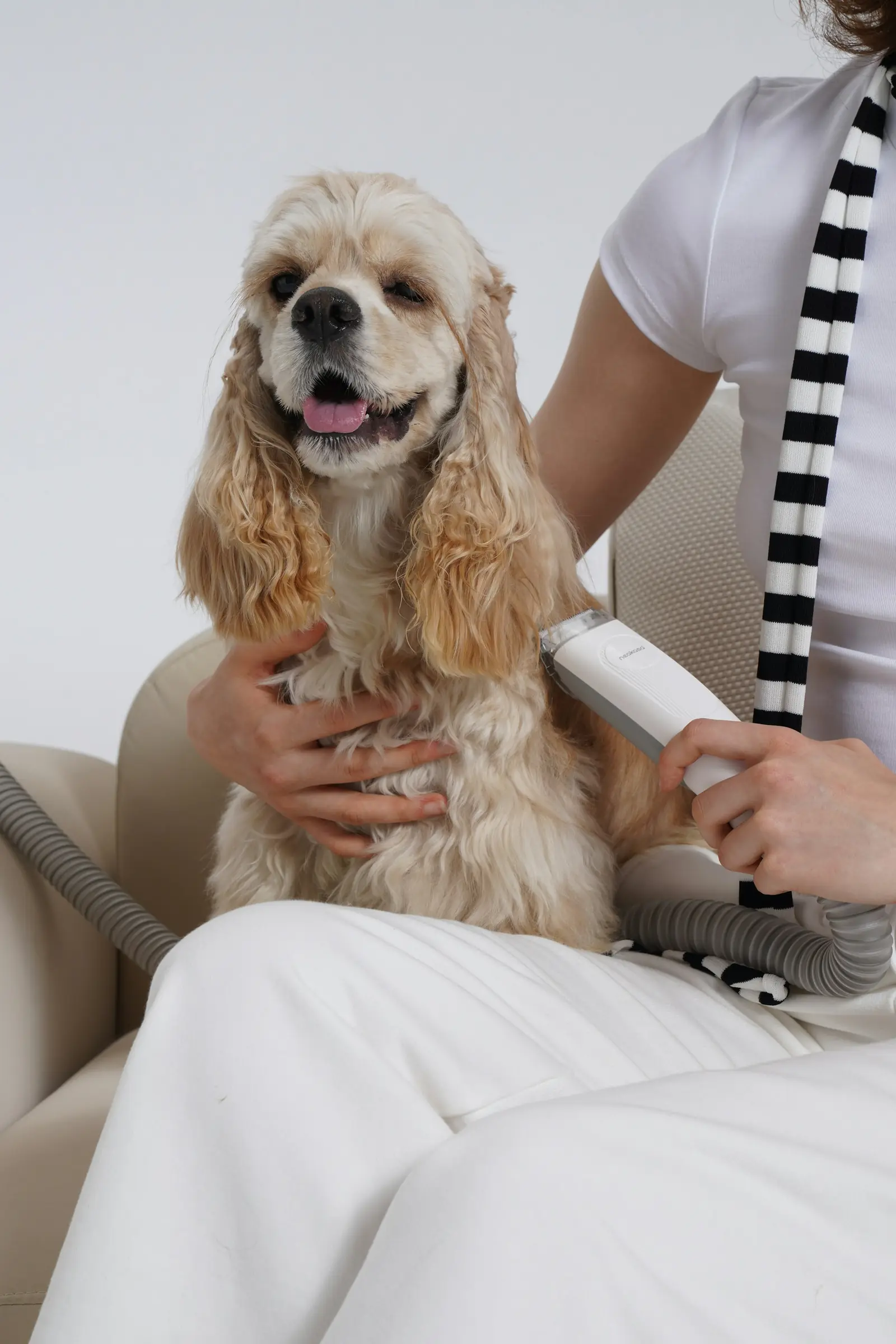 A groomer brushing a cocker spaniel