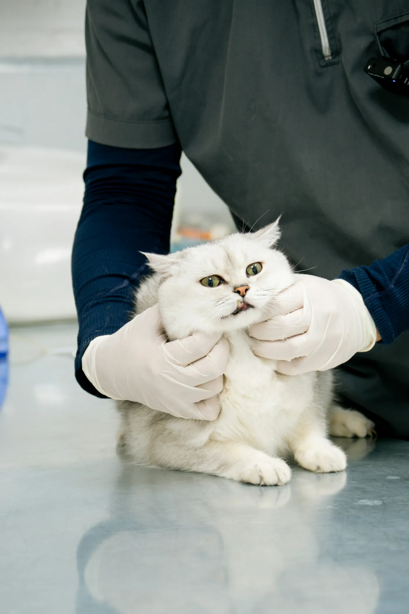 A veterinarian&rsquo;s gloved hands steadying a white cat on an exam table