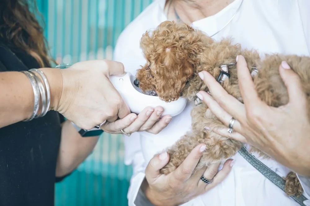Two pairs of hands holding a small curly-haired puppy