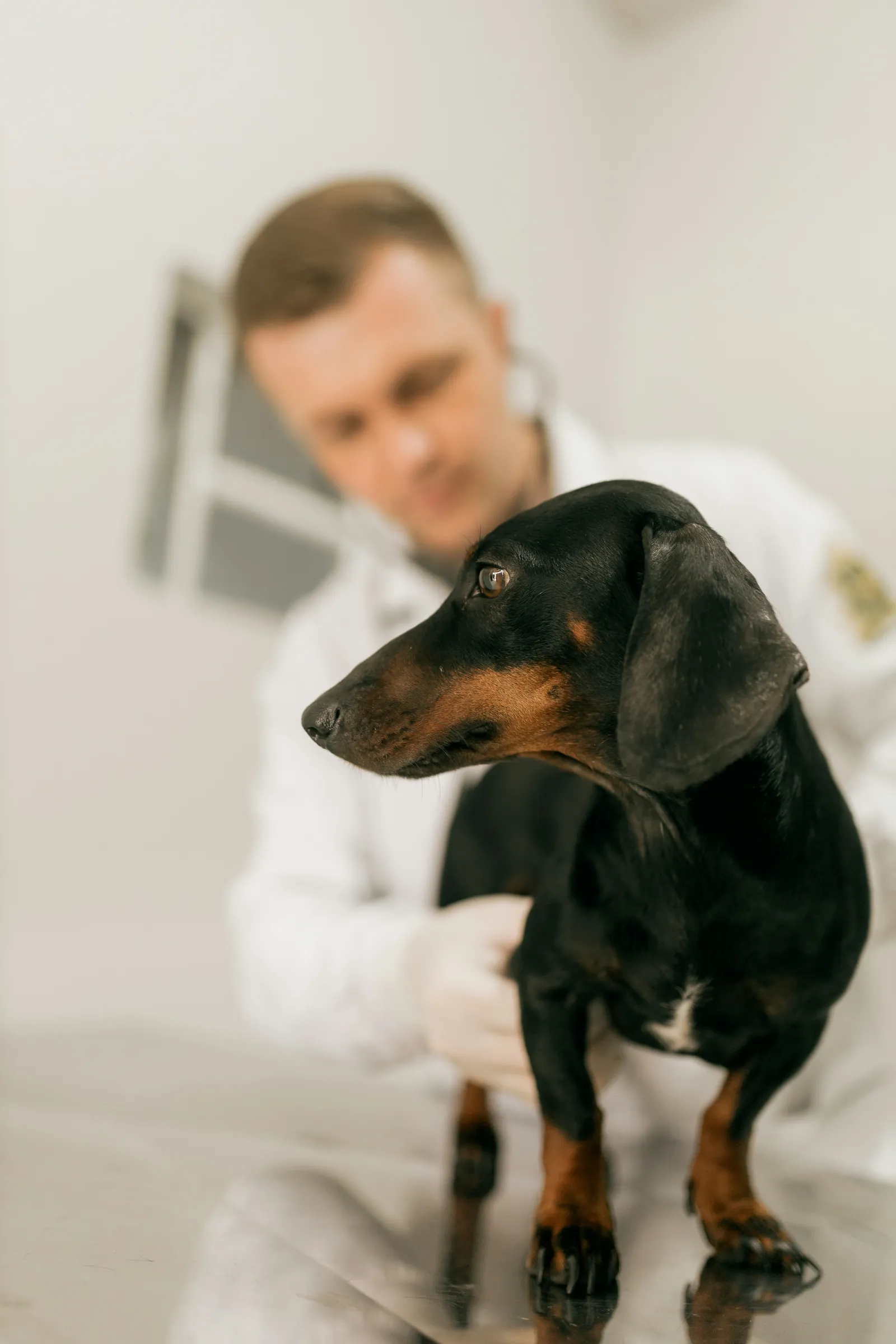 A veterinarian examining a dachshund in a bright exam room